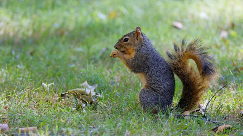 Desvelando los Secretos de la Cola de la Ardilla: Equilibrio, Supervivencia y Comunicación Animal