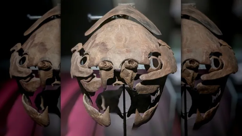 Dunkleosteus: El Aterrador Depredador Prehistórico que Dominó los Océanos Antiguos