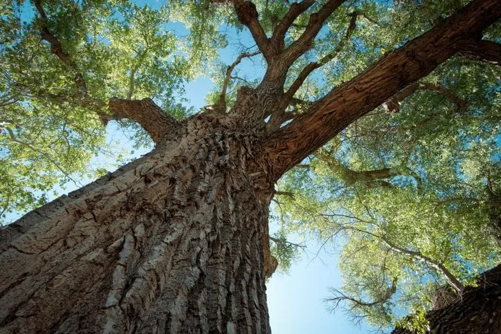 El arbol mas grande y antiguo del mundo