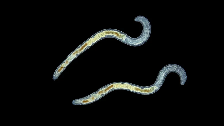 El Asombroso Poder de Regeneración de las Lombrices: Un Viaje a la Ciencia de la Autocuración