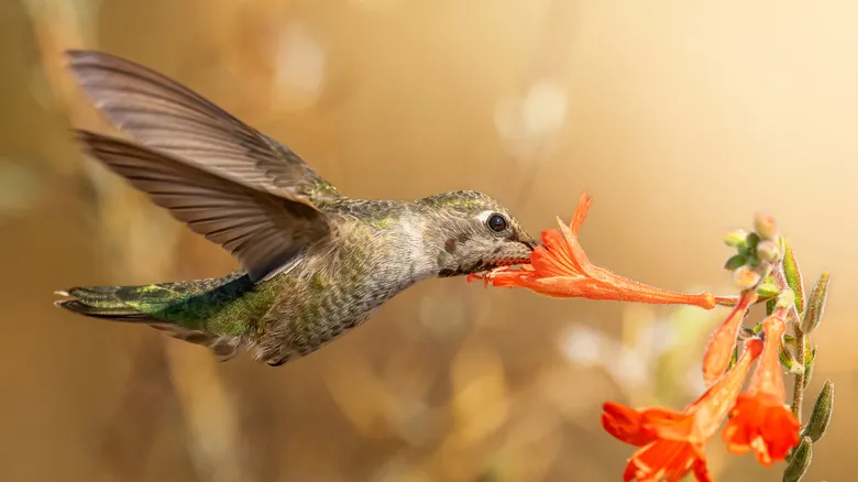 El Asombroso Vuelo de las Aves: ¿Por Qué Solo los Colibríes Vuelan Hacia Atrás?