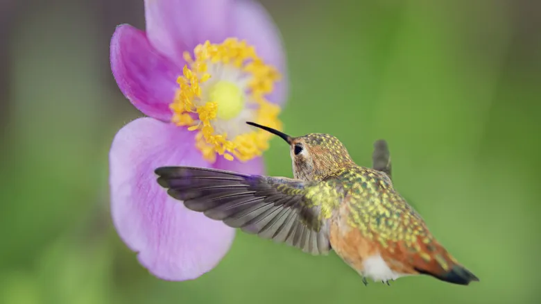 El Asombroso Vuelo de las Aves: ¿Por Qué Solo los Colibríes Vuelan Hacia Atrás?