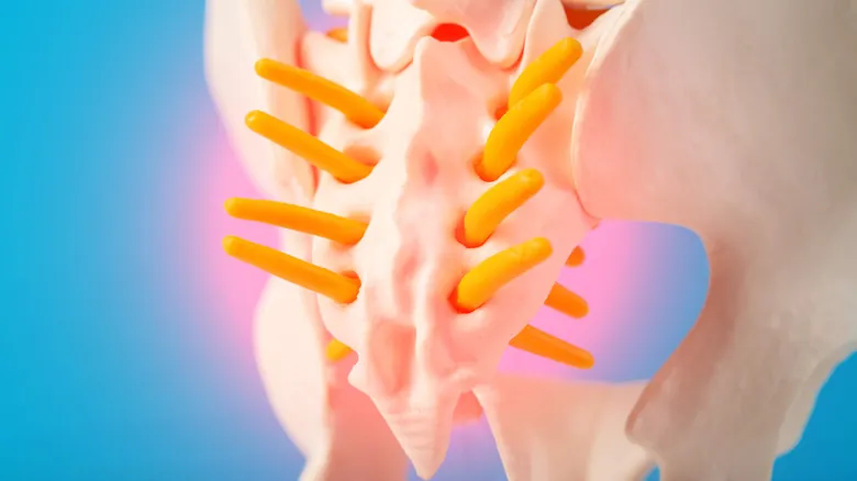 El Cóccix Humano: Descubriendo la Verdadera Utilidad de Nuestra Estructura Vestigial