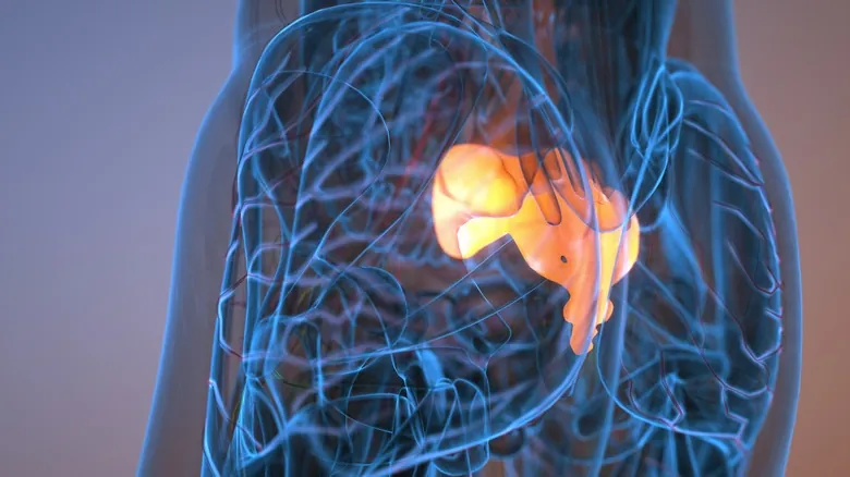 El Cóccix Humano: Descubriendo la Verdadera Utilidad de Nuestra Estructura Vestigial