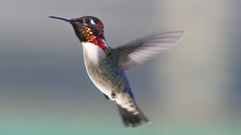 El Colibrí Zunzuncito: La Asombrosa Ave Más Pequeña del Mundo y Sus Secretos