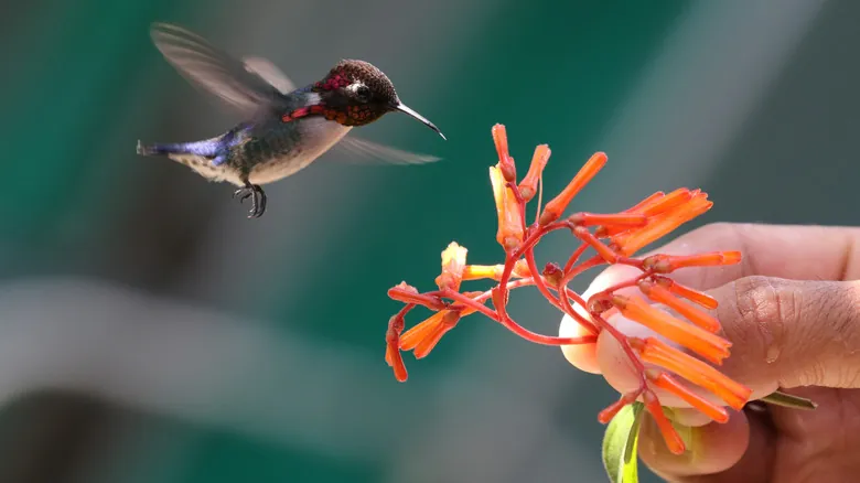 El Colibrí Zunzuncito: La Asombrosa Ave Más Pequeña del Mundo y Sus Secretos