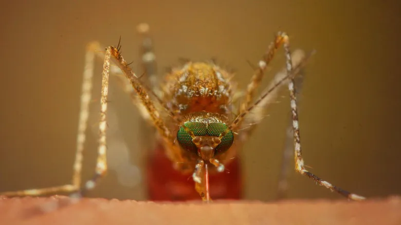 El Dilema de los Mosquitos: ¿Una Bendición Oculta o una Amenaza Incesante?