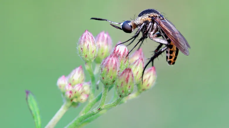El Dilema de los Mosquitos: ¿Una Bendición Oculta o una Amenaza Incesante?