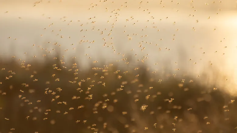 El Dilema de los Mosquitos: ¿Una Bendición Oculta o una Amenaza Incesante?