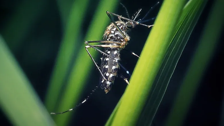 El Dilema de los Mosquitos: ¿Una Bendición Oculta o una Amenaza Incesante?