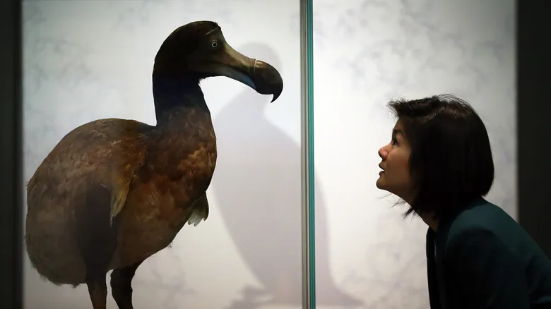 El Dodo: Desentrañando la Verdadera Historia de su Extinción y su Legado de Conservación