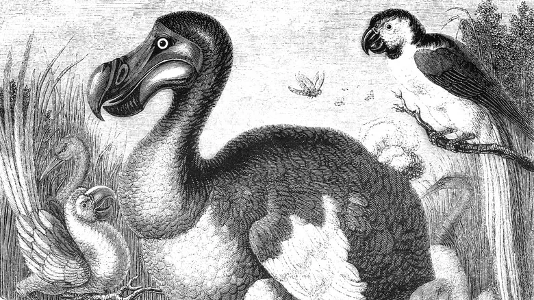 El Dodo: Desentrañando la Verdadera Historia de su Extinción y su Legado de Conservación