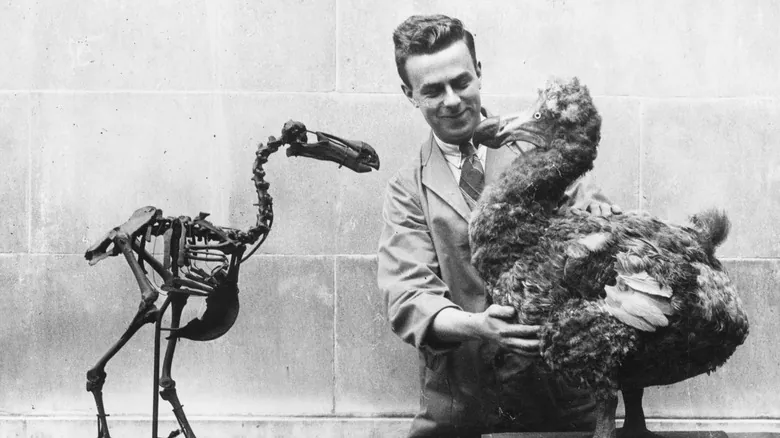 El Dodo: Desentrañando la Verdadera Historia de su Extinción y su Legado de Conservación