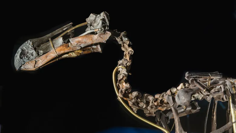 El Dodo: Desentrañando la Verdadera Historia de su Extinción y su Legado de Conservación