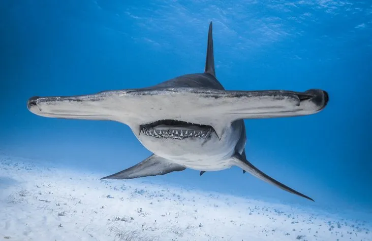 El Enigma del Tiburón Martillo: Ventajas Evolutivas y Cabeza Única