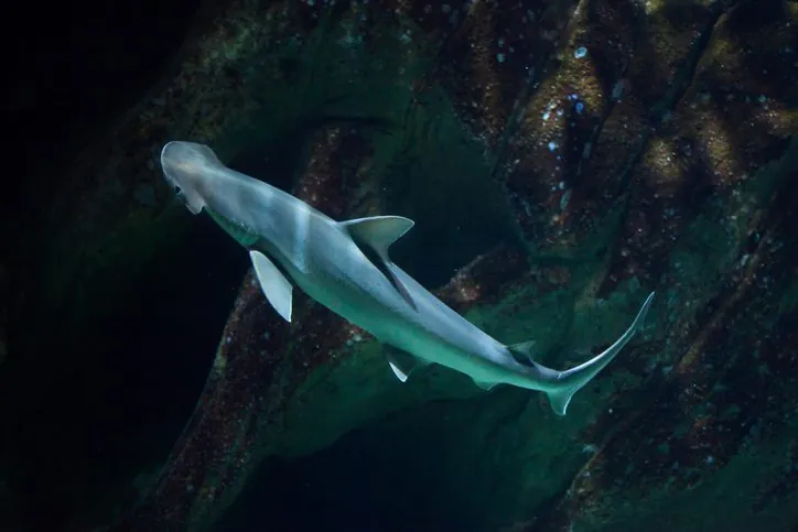 El Enigma del Tiburón Martillo: Ventajas Evolutivas y Cabeza Única