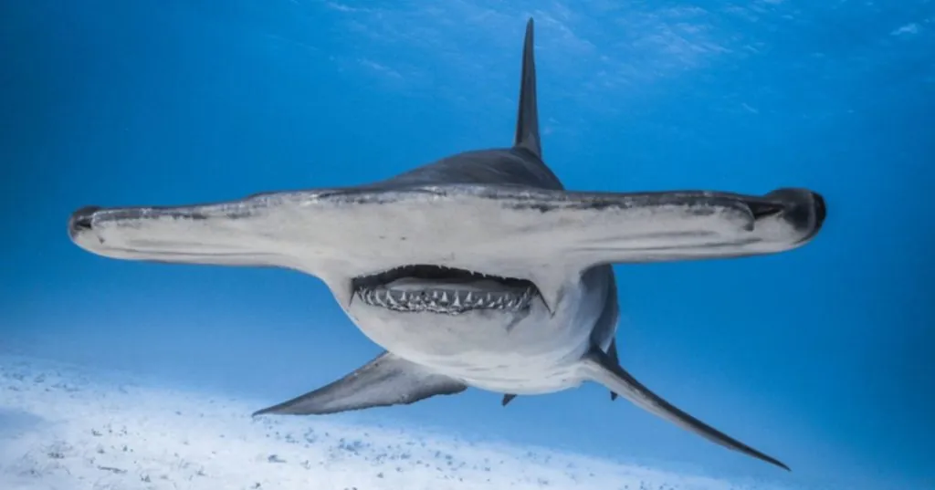 El Enigma del Tiburón Martillo: Ventajas Evolutivas y Cabeza Única