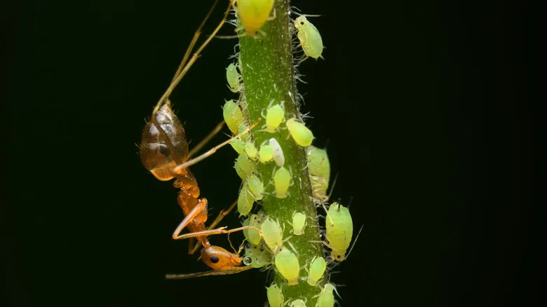 El Fascinante Mundo de la Simbiosis: Alianzas Increíbles entre Insectos y Hormigas (y Algunas Sorpresas)
