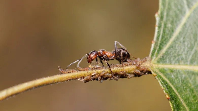 El Fascinante Mundo de la Simbiosis: Alianzas Increíbles entre Insectos y Hormigas (y Algunas Sorpresas)