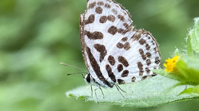 El Fascinante Mundo de la Simbiosis: Alianzas Increíbles entre Insectos y Hormigas (y Algunas Sorpresas)
