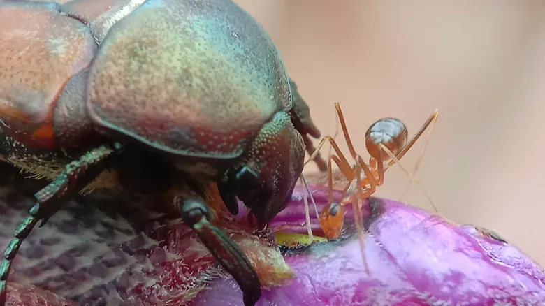 El Fascinante Mundo de la Simbiosis: Alianzas Increíbles entre Insectos y Hormigas (y Algunas Sorpresas)