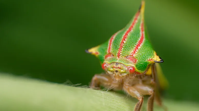 El Fascinante Mundo de la Simbiosis: Alianzas Increíbles entre Insectos y Hormigas (y Algunas Sorpresas)