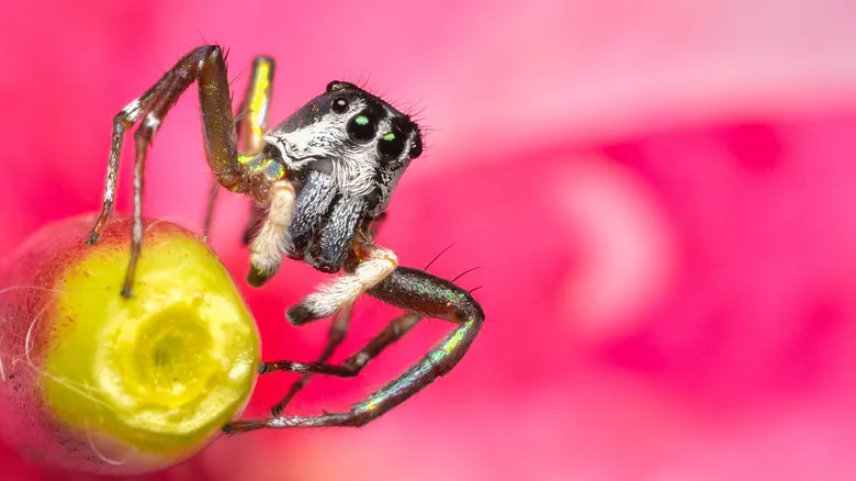 El Fascinante Mundo de la Simbiosis: Alianzas Increíbles entre Insectos y Hormigas (y Algunas Sorpresas)