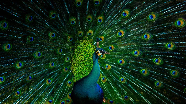 El Fascinante Mundo de los Colores en las Aves: ¿Por Qué los Machos Son Más Vibrantes?