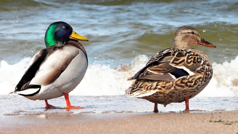 El Fascinante Mundo de los Colores en las Aves: ¿Por Qué los Machos Son Más Vibrantes?