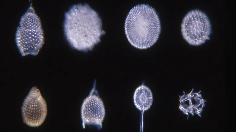 El Fascinante Mundo Microscópico: 11 Criaturas Extrañas con Habilidades Sobrenaturales y Claves para la Ciencia