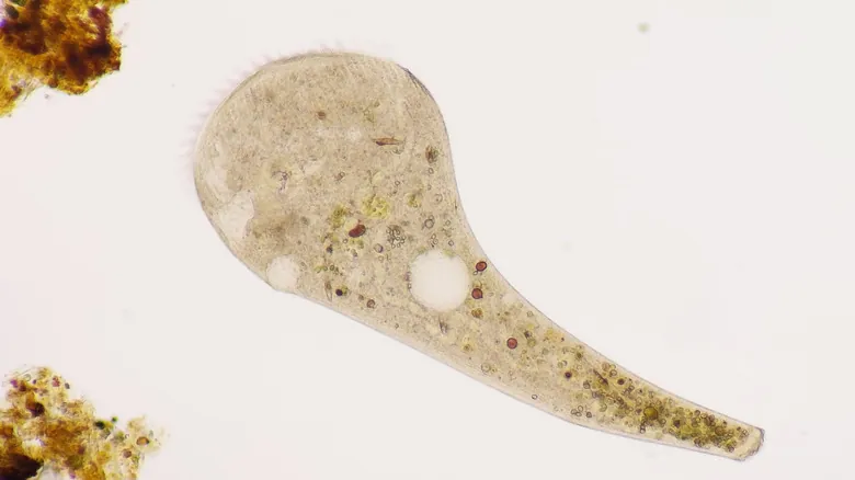 El Fascinante Mundo Microscópico: 11 Criaturas Extrañas con Habilidades Sobrenaturales y Claves para la Ciencia