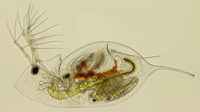 El Fascinante Mundo Microscópico: 11 Criaturas Extrañas con Habilidades Sobrenaturales y Claves para la Ciencia