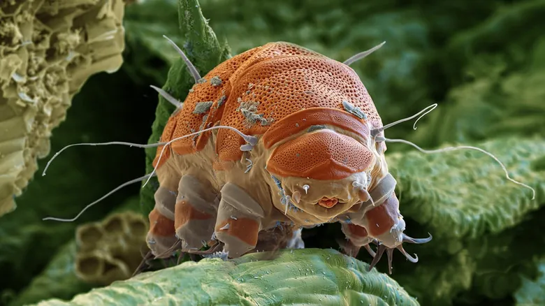 El Fascinante Mundo Microscópico: 11 Criaturas Extrañas con Habilidades Sobrenaturales y Claves para la Ciencia