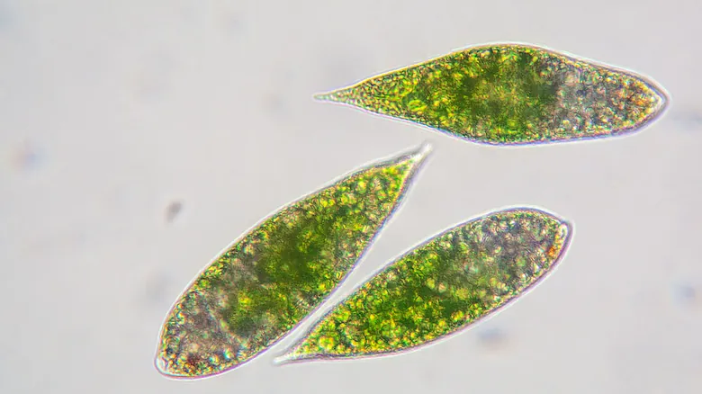 El Fascinante Mundo Microscópico: 11 Criaturas Extrañas con Habilidades Sobrenaturales y Claves para la Ciencia