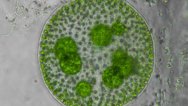 El Fascinante Mundo Microscópico: 11 Criaturas Extrañas con Habilidades Sobrenaturales y Claves para la Ciencia