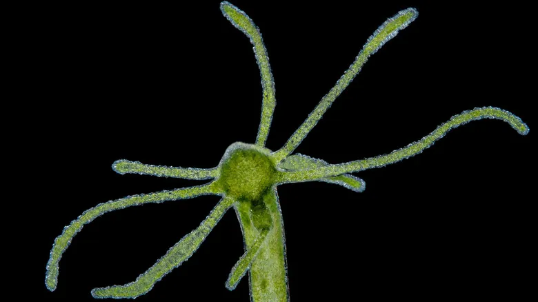 El Fascinante Mundo Microscópico: 11 Criaturas Extrañas con Habilidades Sobrenaturales y Claves para la Ciencia