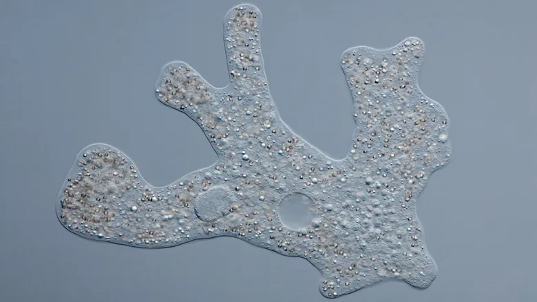 El Fascinante Mundo Microscópico: 11 Criaturas Extrañas con Habilidades Sobrenaturales y Claves para la Ciencia