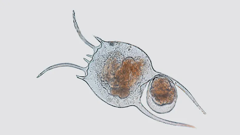 El Fascinante Mundo Microscópico: 11 Criaturas Extrañas con Habilidades Sobrenaturales y Claves para la Ciencia