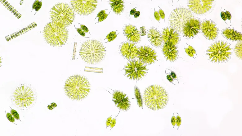 El Fascinante Mundo Microscópico: 11 Criaturas Extrañas con Habilidades Sobrenaturales y Claves para la Ciencia