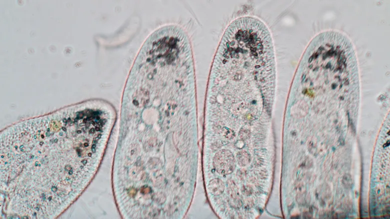 El Fascinante Mundo Microscópico: 11 Criaturas Extrañas con Habilidades Sobrenaturales y Claves para la Ciencia