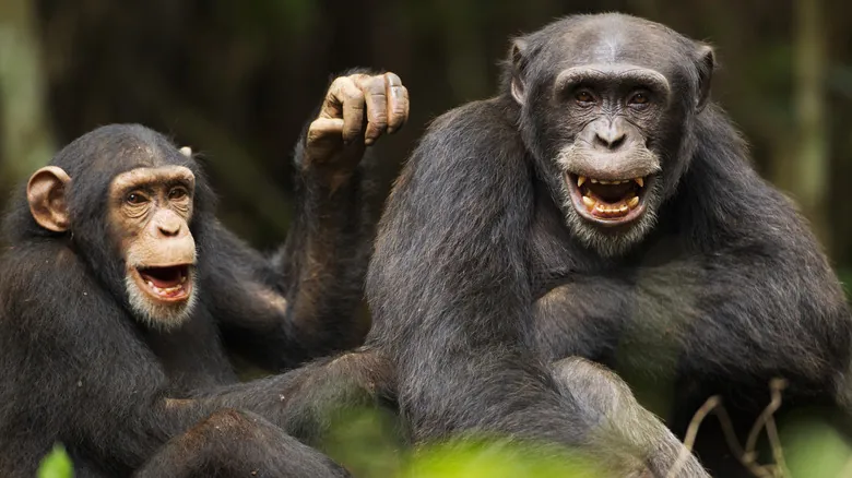El Futuro de la Tierra: ¿Quién Será la Próxima Especie Dominante Después de los Humanos?