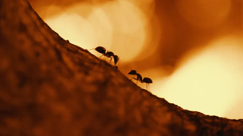 El Futuro de la Tierra: ¿Quién Será la Próxima Especie Dominante Después de los Humanos?