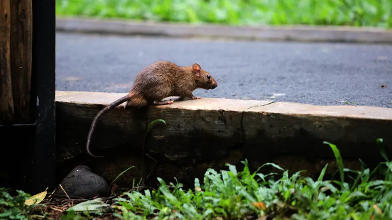 El Futuro de la Tierra: ¿Quién Será la Próxima Especie Dominante Después de los Humanos?