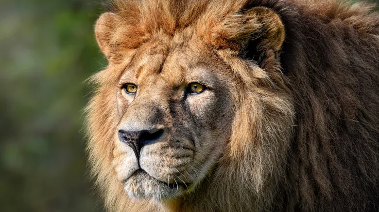 El Futuro Incierto de los Leones: Impacto Humano y la Extinción del León de Berbería