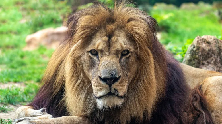 El Futuro Incierto de los Leones: Impacto Humano y la Extinción del León de Berbería