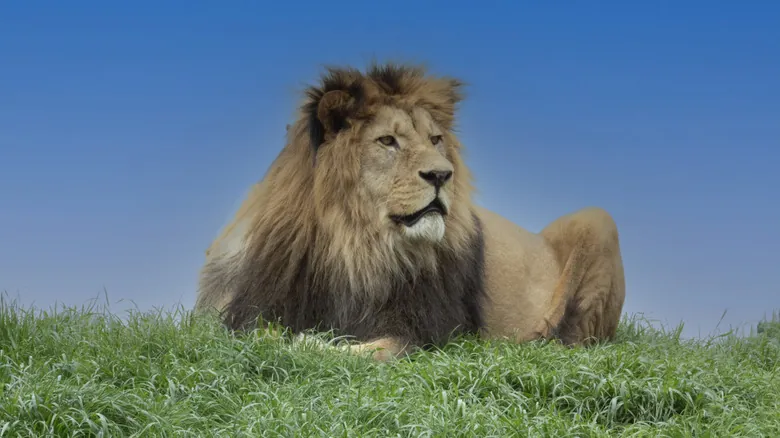 El Futuro Incierto de los Leones: Impacto Humano y la Extinción del León de Berbería