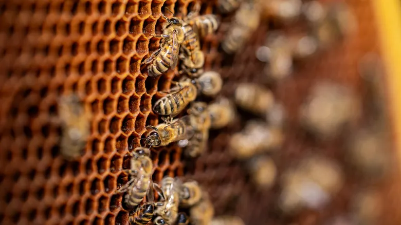 El Futuro sin Abejas: Impacto Profundo en la Agricultura y los Ecosistemas Globales