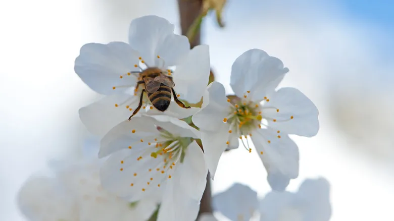 El Futuro sin Abejas: Impacto Profundo en la Agricultura y los Ecosistemas Globales