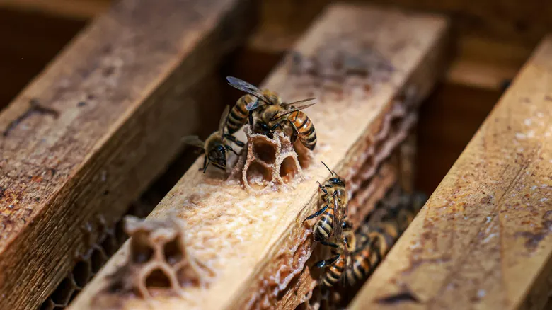 El Futuro sin Abejas: Impacto Profundo en la Agricultura y los Ecosistemas Globales