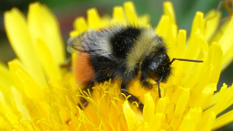 El Futuro sin Abejas: Impacto Profundo en la Agricultura y los Ecosistemas Globales